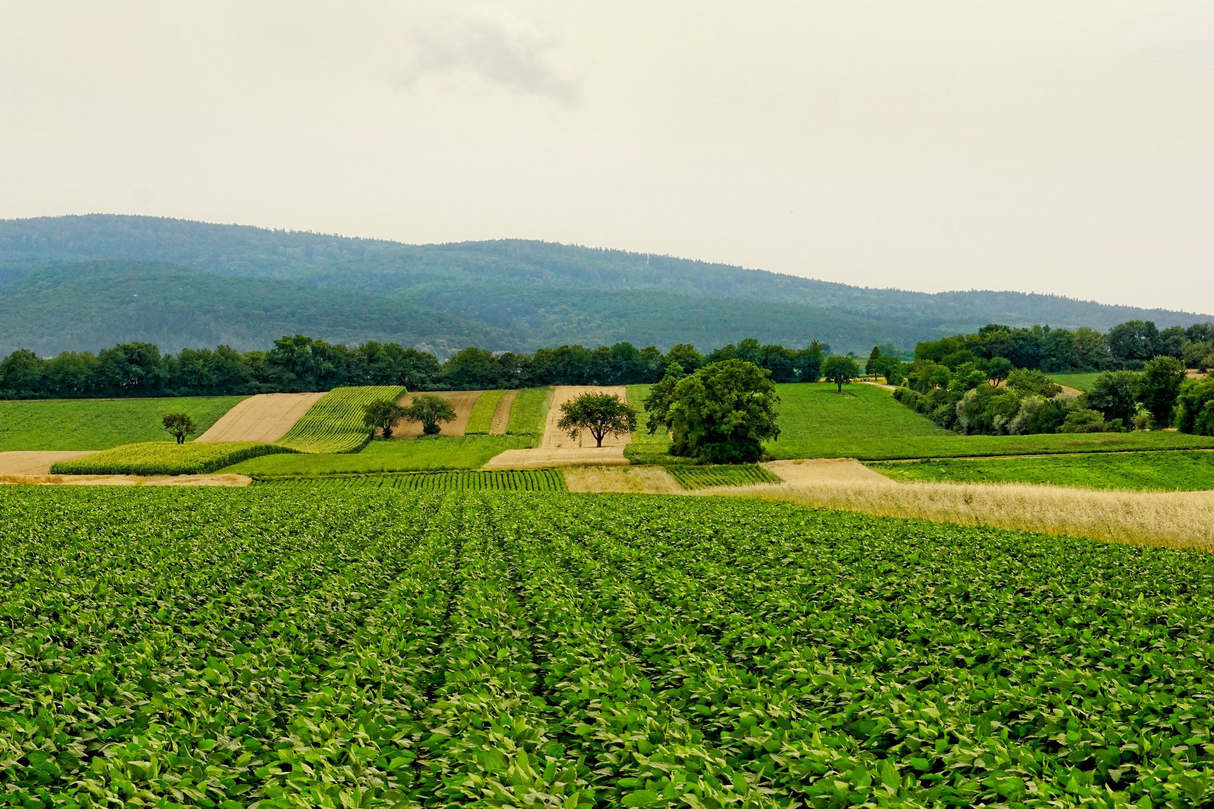 Field Landscape View