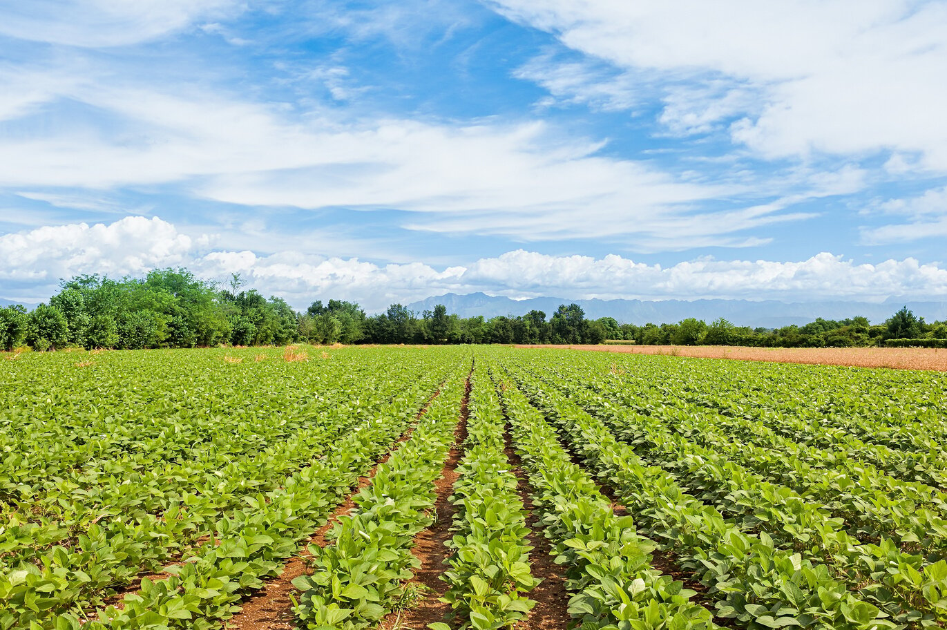 Agricultural Landscape